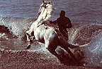 horse in waves