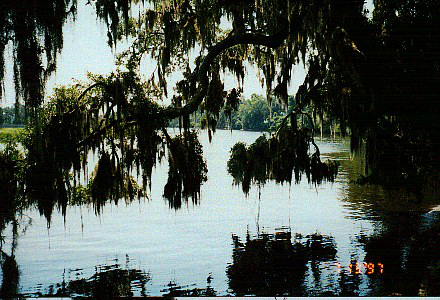 Spanish Moss over the Ashley River