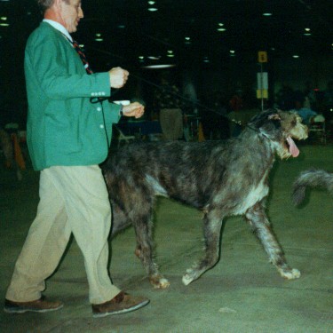 Irish Wolfhound walking