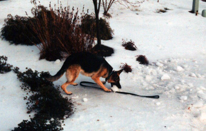 trying to pick up a snowball