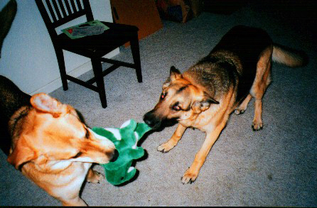 tug-the-dinosaur with Cody