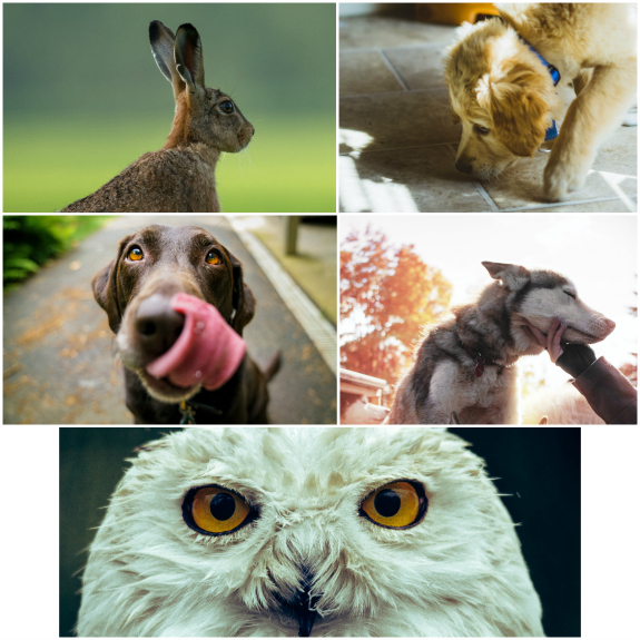 collage of animals representing the 5 senses