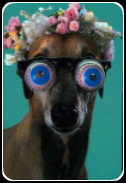 Greyhound con gafas