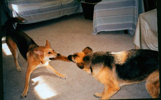 dogs playing