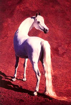 Sun Arab
