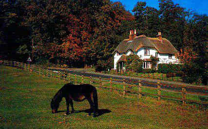 New Forest 