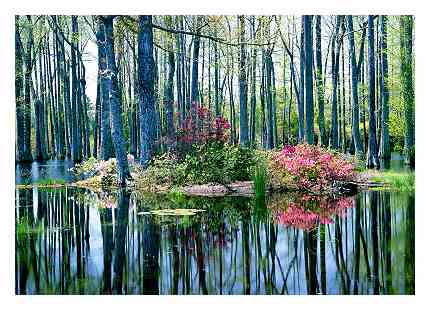 Cypress gardens